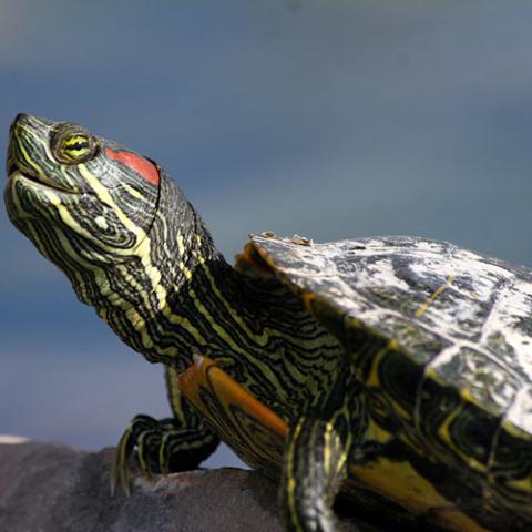 Team member card image