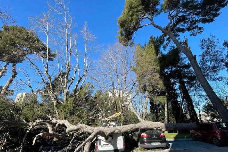 Vents violents : veillez à la bonne santé de vos arbres
