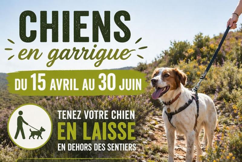 Chiens en garrigue : attention à la règle du printemps !